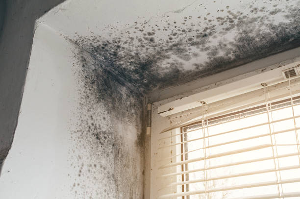 Affordable Mold Remediation solutions in Zebulon, NC