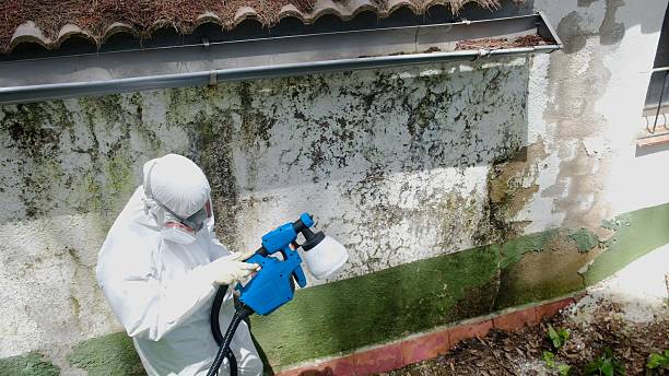 Top rated local Mold Remediation specialists in Zebulon, NC